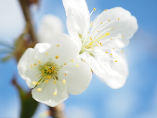 Białe kwiaty kwitnącej czereśni  © EwaAF