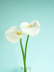 Couple of calla lilies in glass jar in soft focus on turquoise stucco wall background with copy space. Elegant floral card. Two calla lily on blue plaster background with copy space.
