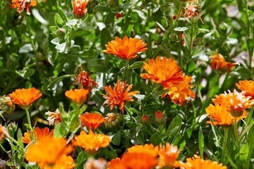 Group of orange flowers of Calendula (Calendula officinalis), buttercup or marigold, herb of the Asteraceae family, with green leaves