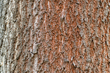 Detail of the trunk of a massive oak with a rusty color shade.