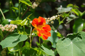 Single blossom of edible tropaeolum majus nasturtium Indian cress or monks cress