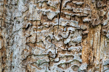 The texture of the tree trunk, interwoven with corridors of larec beetles