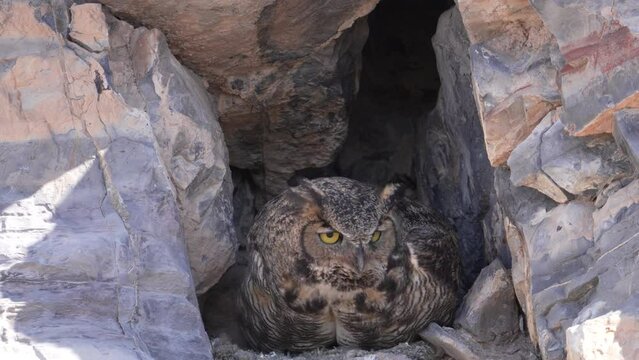 Great Horned Owl taking flight revealing fluffy owlets in nest inside a rocky cliff.