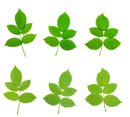 set : young raspberry sprouts with branches and green leaves isolated on white background. growing plant.