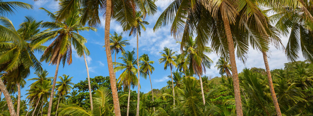 Palm plantation