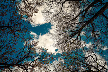 Low angle trees without leaves with nice clouds 