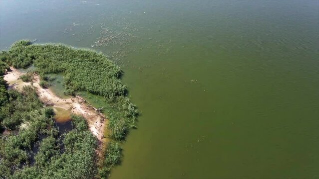 a small island of seagulls on the Kiev reservoir