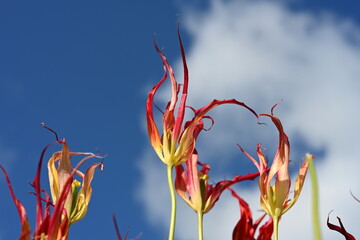 Super-cluster of rows of tulips of all hues and colors . These amazing summer blooms make for spectacular viewing, amongst the worlds greatest tulip collections. A true treat from nature.