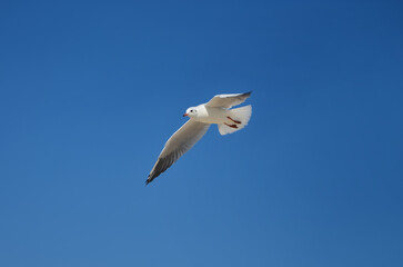 Fototapeta premium White seagull soar in blue sky at summer sunny day. Sea gulls photos near the sea. 