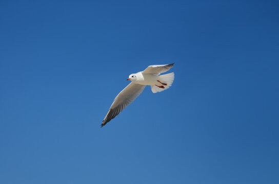White seagull soar in blue sky at summer sunny day. Sea gulls photos near the sea. 