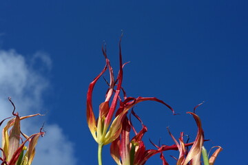 Super-cluster of rows of tulips of all hues and colors . These amazing summer blooms make for spectacular viewing, amongst the worlds greatest tulip collections. A true treat from nature.