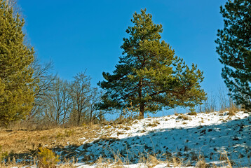 Fir tree on a slope against the blue spring sky.