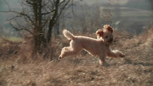 A little cute beige toy poodle jumping and playing in a spring field. He looks at the camera and smile. Apricot fur fluttering in. High quality FullHD footage