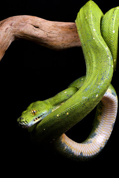 Green tree phyton in black background