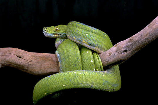 Green tree phyton in black background