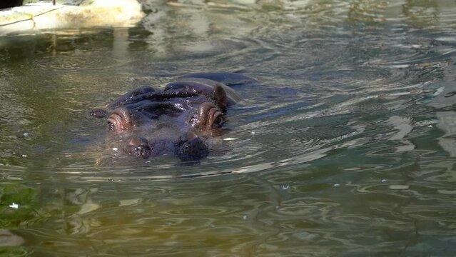 hippopotamus moving its ears and diving in slow motion