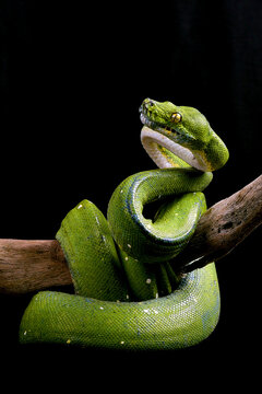 Green tree phyton in black background