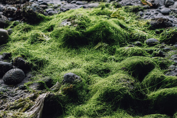 bright green seaweed-covered rocks on beach