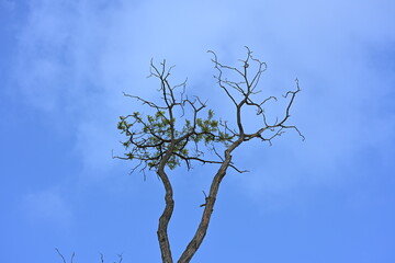 tree and sky