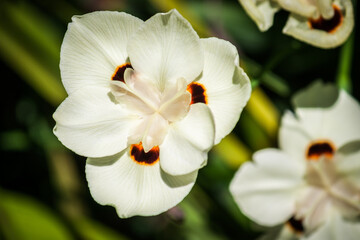 Fototapeta na wymiar White Orchid Flower