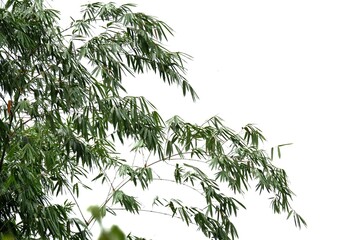 Tropical Bamboo tree s With leaves branches on white for green foliage backdrop