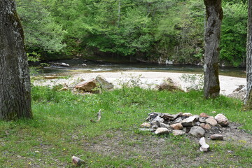 fiver in the floodplain forest