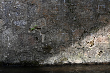plant on the rock