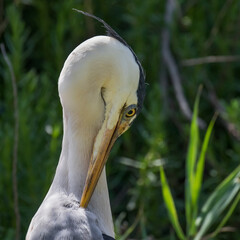 Gray heron - Ardea cinerea