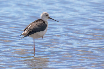 Black-winged stilt - Himantopus himantopus