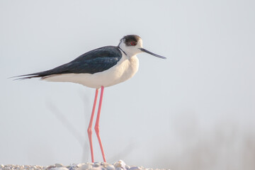 Black-winged stilt - Himantopus himantopus