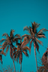 Fototapeta na wymiar palm tree on the sea