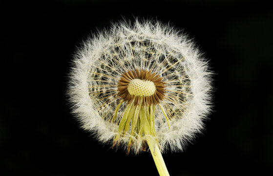 Dandelion Seed Head