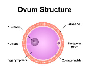 Scientific Designing of Ovum Structure. Colorful Symbols. Vector Illustration.