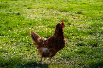 free range, healthy brown organic chickens on a green meadow. Selective sharpness. Several chickens out of focus in the background. Atmospheric light, evening light