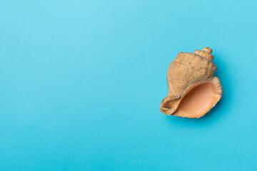 Sea shell on color background, top view