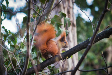 Squirrel in the Park - Eichhörnchen - Animal - Cute - Wildlife - Nature - Concept - Background