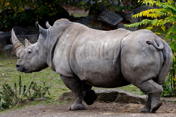 rhino in the zoo