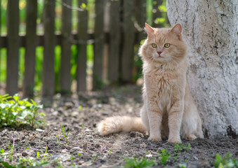 A light red cat sits near a stovbur and looks at the birds.