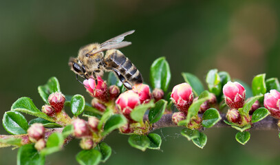 bee on a flower