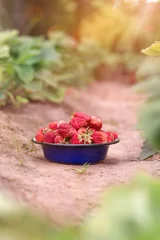 Foto op Plexiglas Zonnig aardbeienveld op fruitboerderij. Verse rijpe biologische aardbei in blauwe kom naast aardbeienbed op je eigen bessenplantage. © Albert Ziganshin
