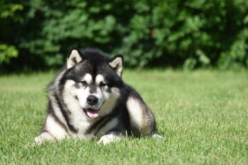 Naklejka na ściany i meble Alaskan Malamute dog on green grass in the park looking at the camera
