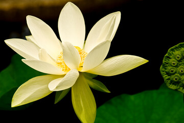Fototapeta premium Yellow Lily