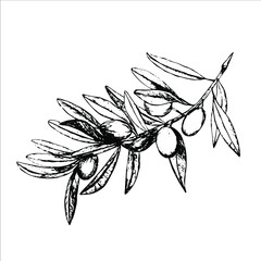 Hand drawn olive branch. Traced illustration.