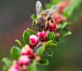 bee on a flower