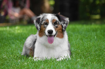 Australian shepherd dog on a green background