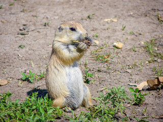Black-tailed Prairie Dog
