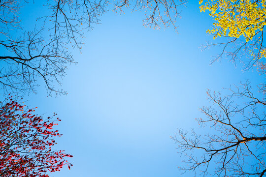 Nature background image with blue sky and various tree overhead