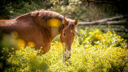 Horses on flower field, outdoors, cute and happy animals. - obrazy, fototapety, plakaty