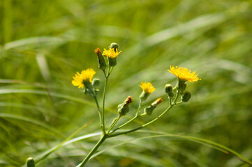 Closeup of perennial sowthistle flowers in bloom with green blurred plants on background