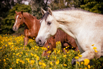 Obraz na płótnie Canvas Horses on flower field, outdoors, cute and happy animals.